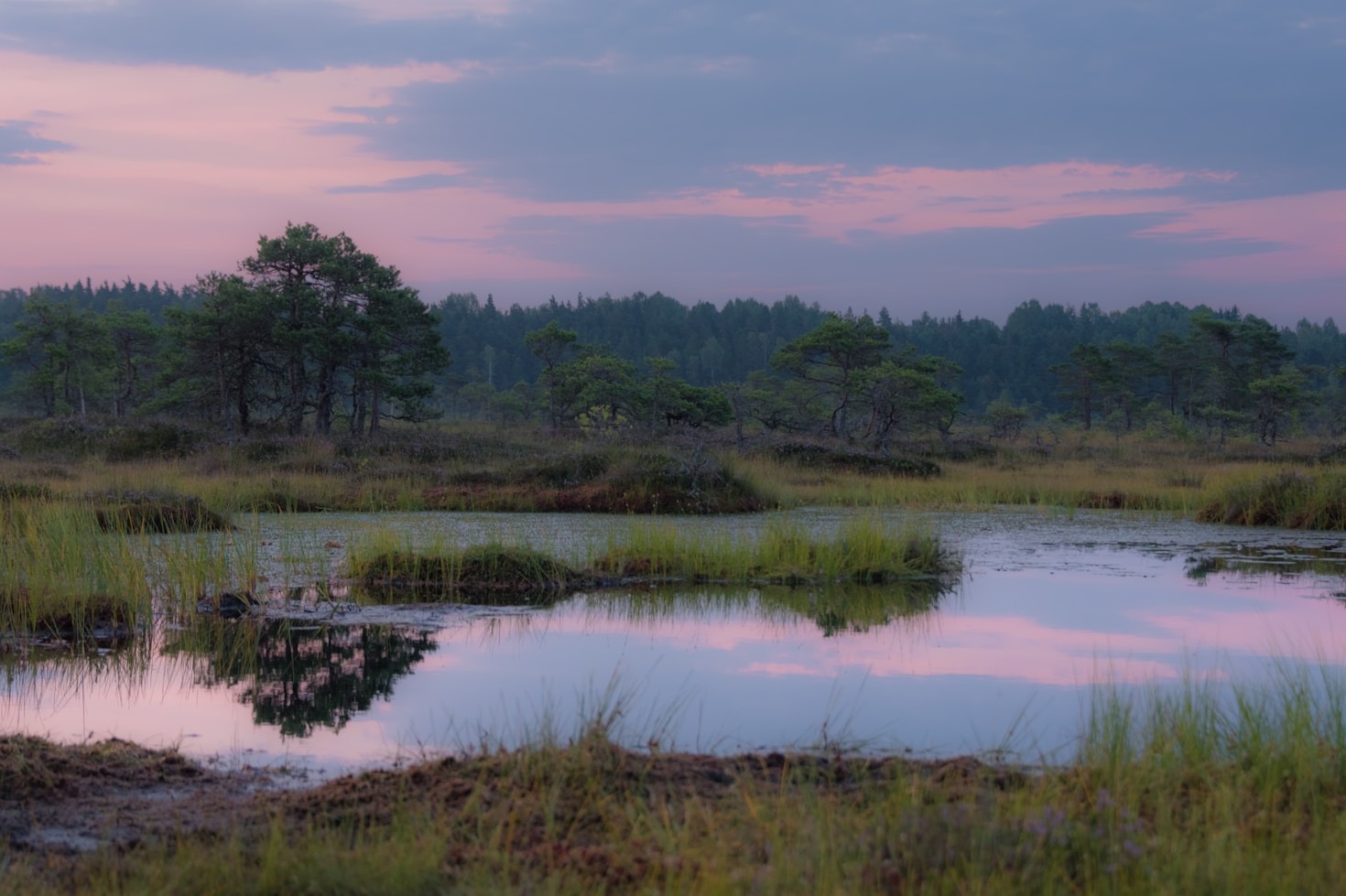How Planting Initiatives Revitalize Local Ecosystems